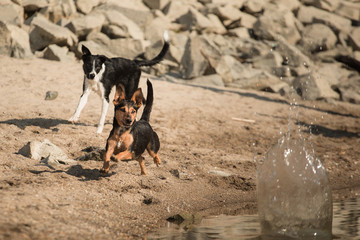 isolated mixed breed dachshund terrier type dog and a border collie puppy running on a beach