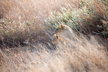 A Lion  with cubs out in the early morning sunshine. Kenya.	
