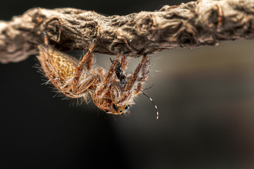 spider eat mosquitoes