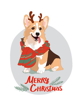 Cute corgi with deer's horns hand drawn flat color illustration.Merry Christmas red lettering. Funny pet animal in sweater isolated cartoon character.Xmas sketch drawing. Winter holiday greeting cards