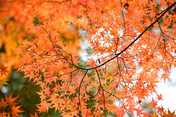 もみじ「見上げれば」