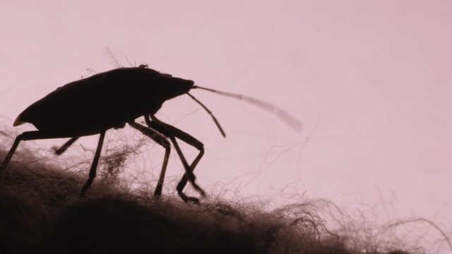 Macro CU: Silhouetted Marmorated stinkbug crawls along fabric comforter indoors
