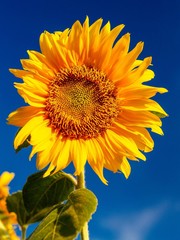 sunflower and blue sky