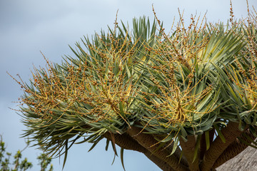 Naklejka premium Fruit and berries of the Dragon Tree, also know as dracaena draco