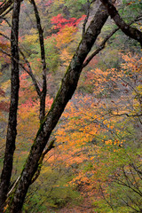 Obraz premium 鍋割山の秋色・丹沢の紅葉風景