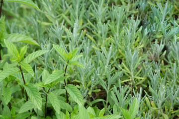 Beautiful blooming herbal garden with lavender, mint, catnip and many others. Herbal and Medicinal plants Garden.
