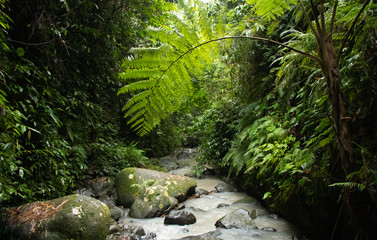 Stream in lush tropical jungle - Pampanga , Luzon, Philippines
