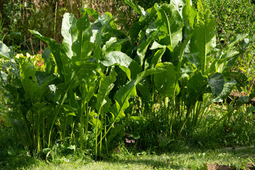 Digging out horseradish root in garden in spring. Growing horseradish in soil.