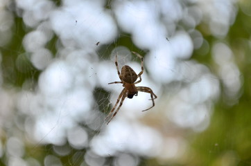 Fototapeta premium spider sitting on a web
