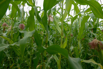 Closeup of rows of nearly ripe forage maize plants at the edge of a large field. It is still early in the morning on a sunny day at the beginning of the fall season.