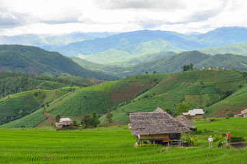 Fototapeta na wymiar Rice fields in Thailand with copy space