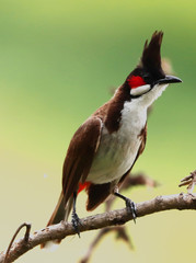 So colour ful Bulbul bird