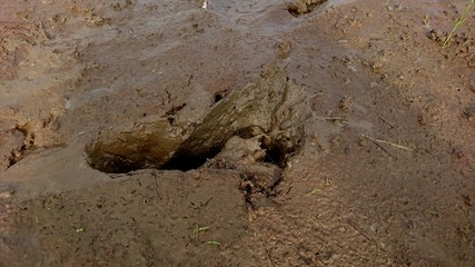 Overlay of clay texture with broken footprints