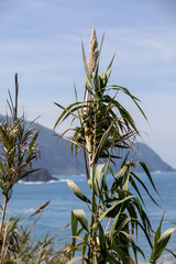 View of the Northern coastline of Madeira, Portugal, in the Sao Vicente area