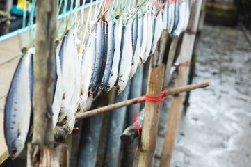 Fototapeta na wymiar Fish caught by a fisherman Then tied the string to dry in the sun