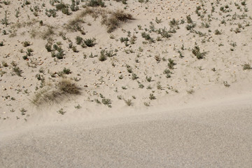 Grass and stones on the sand dunes near Tingri on the way to Everest Base Camp, Tibet, China