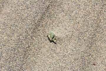 Grass in sand dunes near Tingri on the way to Everest Base Camp, Tibet, China