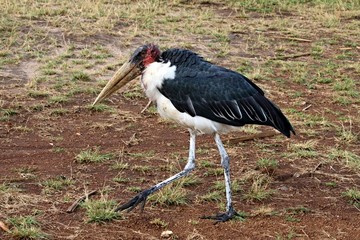 Marabou Stork / Leptoptilus crumeniferus /. Akagera National Park. Rwanda. Africa.
