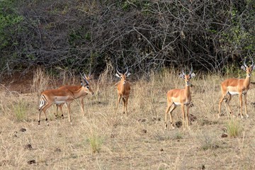Impala / Aepyceros melampus /. Akagera National Park. Rwanda. Africa.