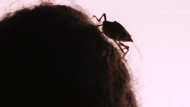 Macro CU: Silhouetted Marmorated stinkbug crawls along crest of bed sheet indoor