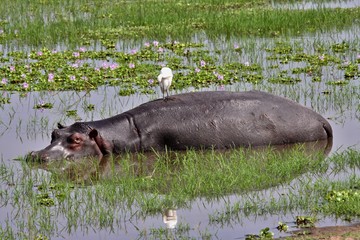Hippopotamus /Hippopotamus amphibius/. Akagera National Park. Rwanda. Africa.