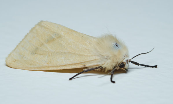 Buff Ermine Moth Spotless - Spilosoma luteum