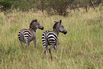 Fototapeta na wymiar Plains Zebra (Equus quagga) . Akagera National Park. Rwanda. Africa.