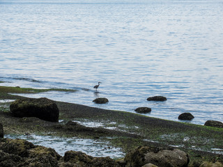 Naklejka premium A Great blue heron standing alone on seashore in Stanley Park Vancouver.