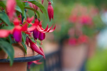 fuchsia flower growing in pot