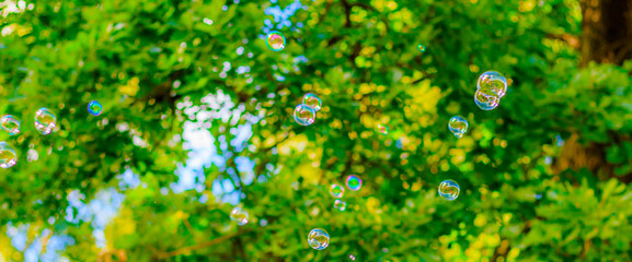 Background soap bubbles on the background of trees . Beautiful color background. Copy space. The concept of a children's holiday and a happy childhood. Bright background concept .