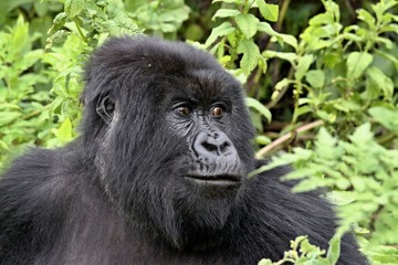 Mountain Gorilla / Gorilla beringei beringei /. Susa Group. Volcanoes National Park. Rwanda. Africa.