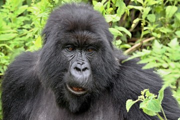 Mountain Gorilla / Gorilla beringei beringei /. Susa Group. Volcanoes National Park. Rwanda. Africa.