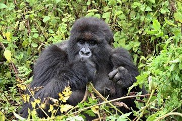 Mountain Gorilla / Gorilla beringei beringei /. Susa Group. Volcanoes National Park. Rwanda. Africa.