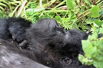 Mountain Gorilla / Gorilla beringei beringei /. Susa Group. Volcanoes National Park. Rwanda. Africa.