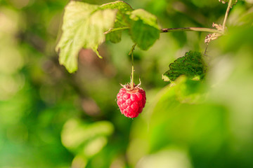 A raspberry berry hangs on a branch . Summer red berries. Sweet berry. Article about the raspberry...