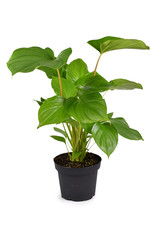 Tropical 'Homalomena Rubescens Maggy' houseplant in flower pot isolated on white background