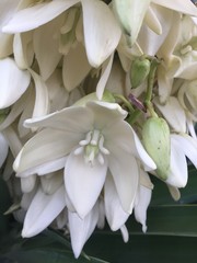 Beautiful white flowers of Yucca plant day light in summer garden