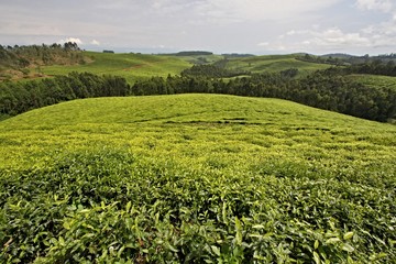 Fototapeta na wymiar Tea plantation near Gisakura city. Rwanda. Africa.