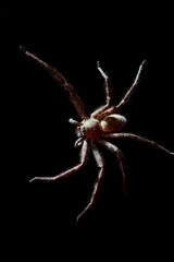 Close up top view of Heteropoda venatoria huntsman spider in black background