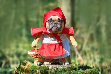Funny French Bulldog dos dressed up as fairytale character Little Red Riding Hood with full body...