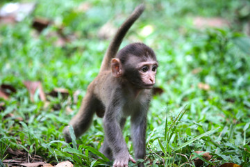 Cute monkey a cute monkey lives in a natural forest