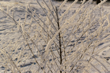 The branches of the bushes are covered with ice crystals in winter. Background - white snow, footprints. Concept for Christmas, New Year. Selective focus, glare. 