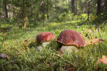 Picturesque boletus mushrooms on the background of a green forest.