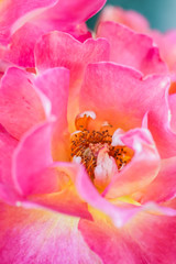 Obraz na płótnie Canvas Soft focus, abstract floral background, pink yellow rose flower. Macro flowers backdrop for holiday brand design