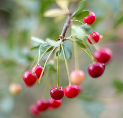 fresh cherries hanging on the tree