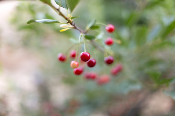 Fototapeta premium fresh cherries hanging on the tree