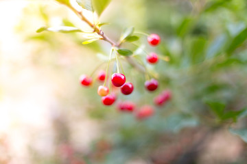 Obraz premium fresh cherries hanging on the tree