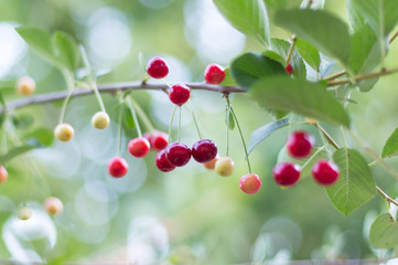 fresh cherries hanging on the tree