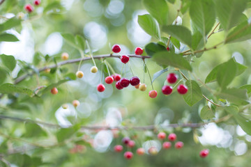 Obraz premium fresh cherries hanging on the tree