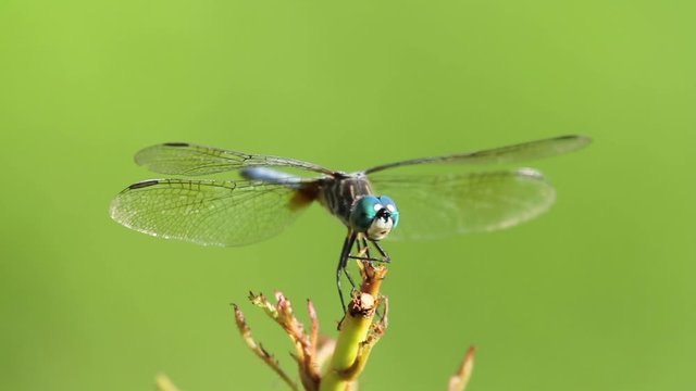 A Pachydiplax longipennis (blue dasher) dragonfly is hunting. It waits on top of a branch and explores around then it jumps and gets the prey on air and comes back to chew and swallow the prey.
